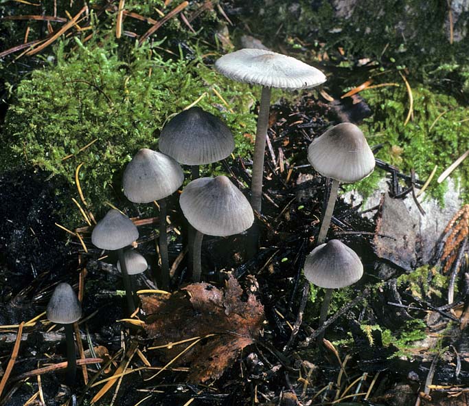 Mycena murina